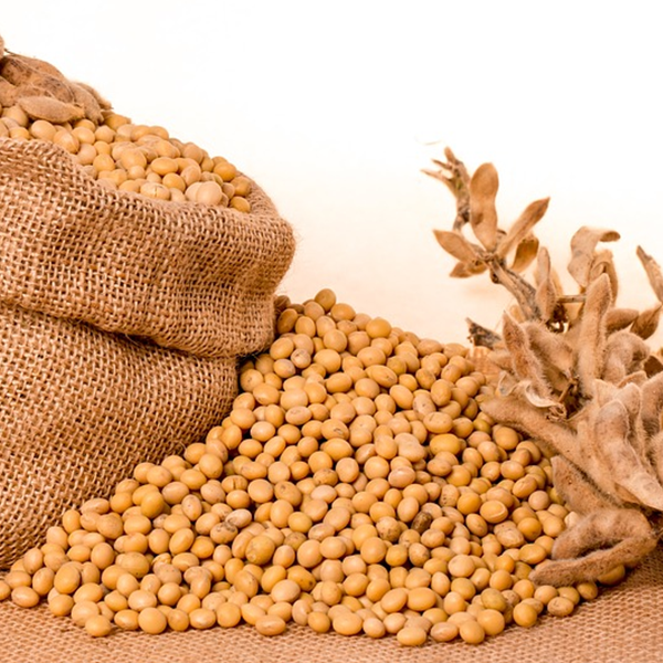 O que é proteína e benefícios de soja?