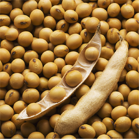 Soy Protein for Korean.png