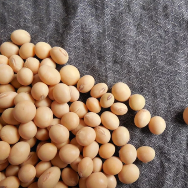 Poder da proteína de soja e soja