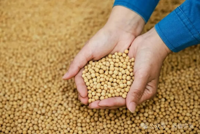 A proteína de soja isolada contém glúten？